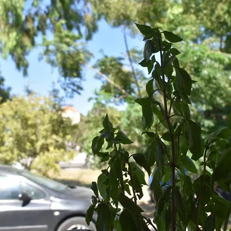 Lily's House Near The