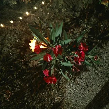 Lily's House Near The Σπίτι διακοπών