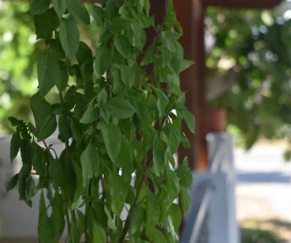 Lily's House Near The لامبي