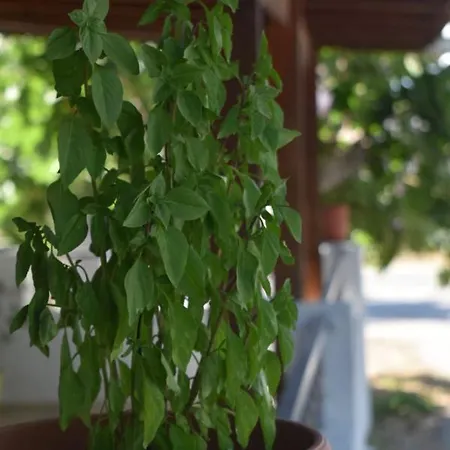 Lily's House Near The Lámbi