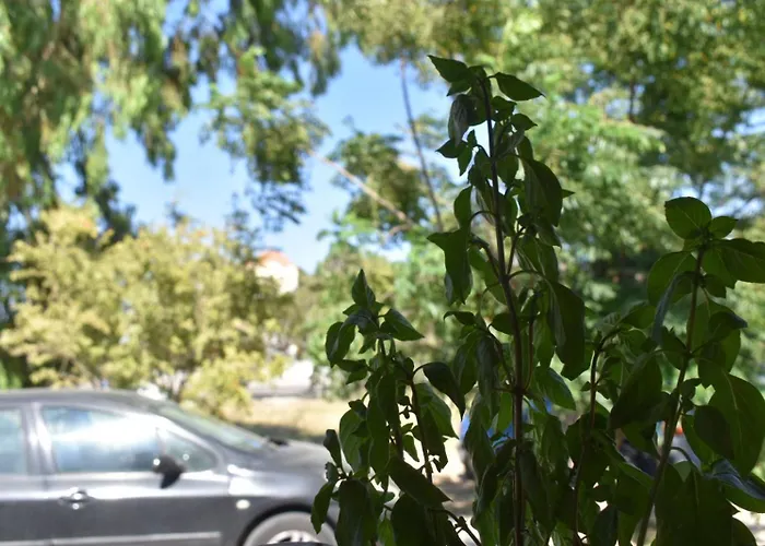 Lily's House Near The